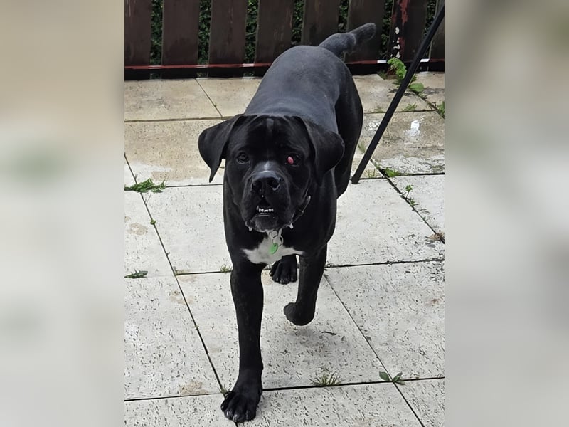 Not abgabe meines cane corso
