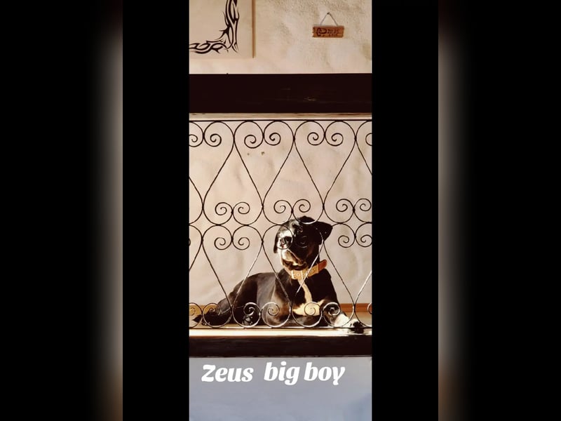 Not abgabe meines cane corso