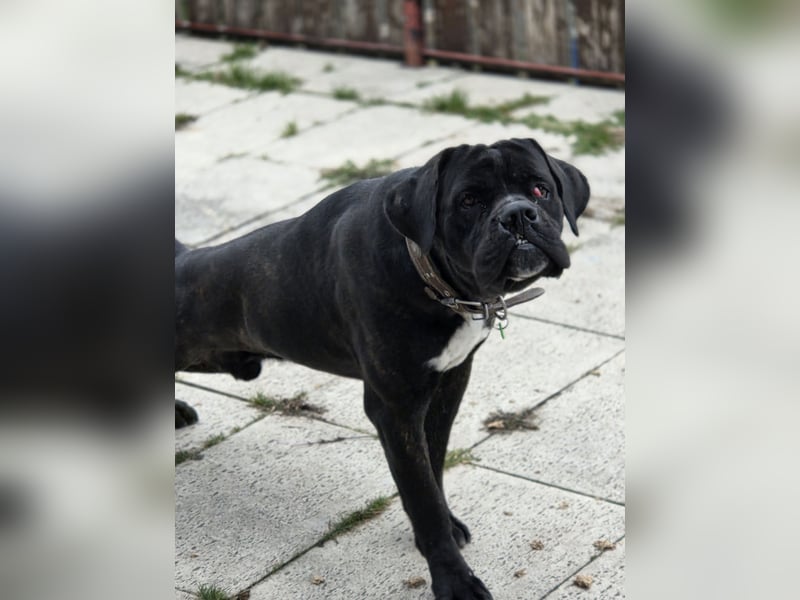Not abgabe meines cane corso