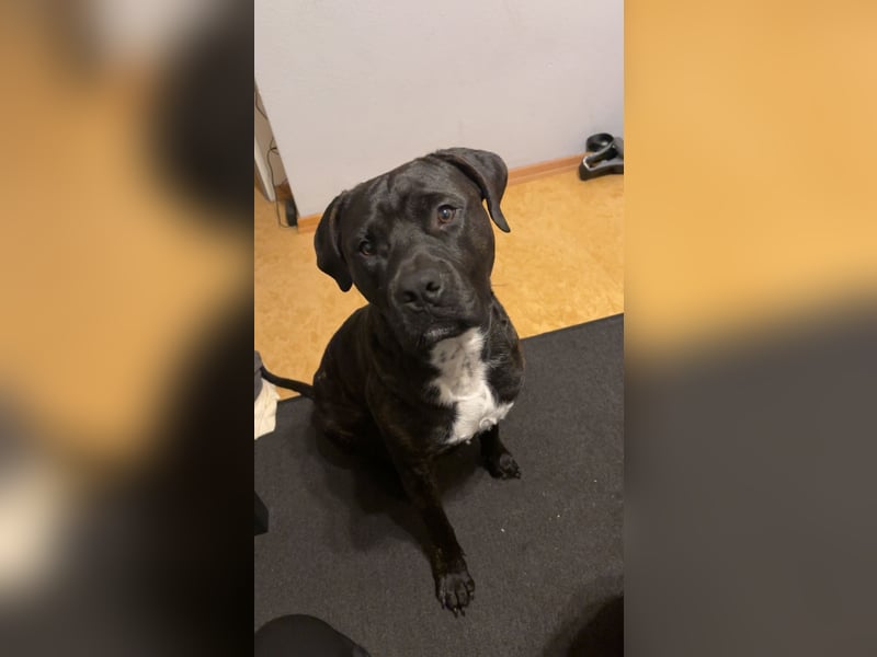 Cane corso Italiano