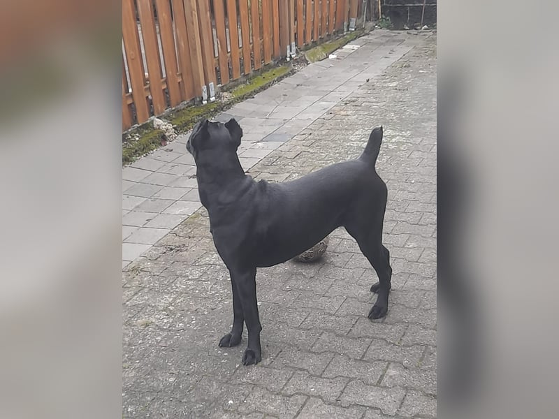 Cane Corso Italiano zum Verkaufen