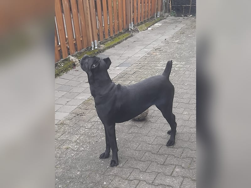 Cane Corso Italiano zum Verkaufen