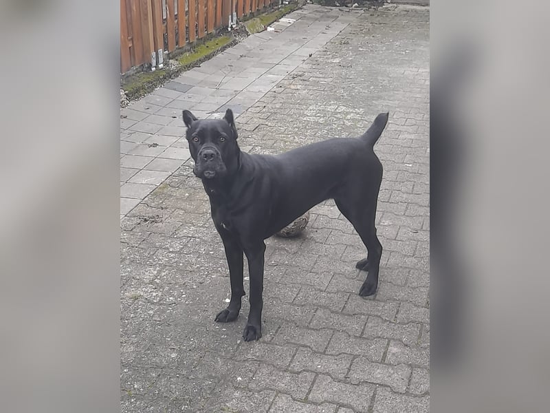 Cane Corso Italiano zum Verkaufen
