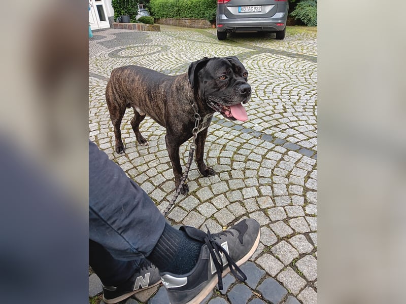 Cane corso