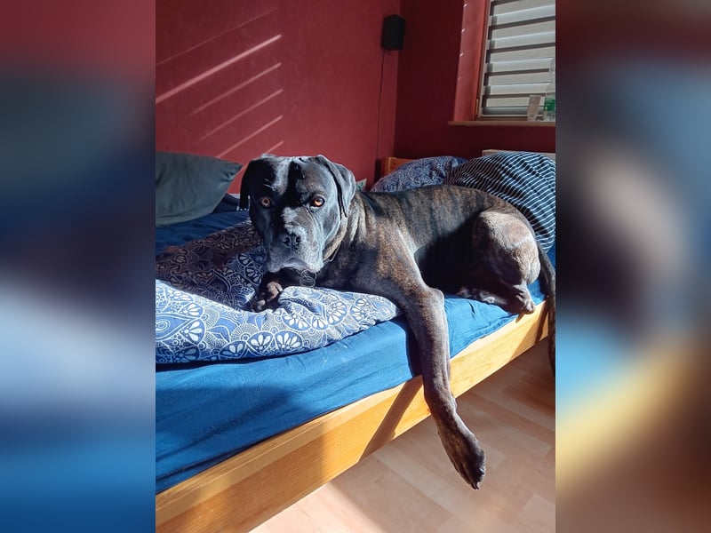 Cane corso