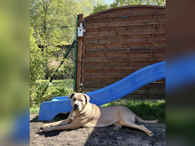 Cane Corso Hündin Formentino