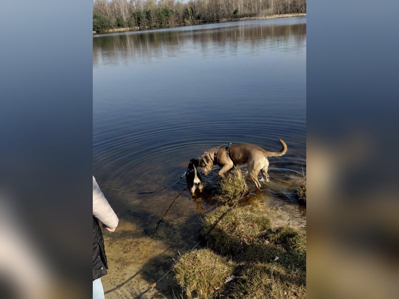 Cane Corso Hündin Formentino