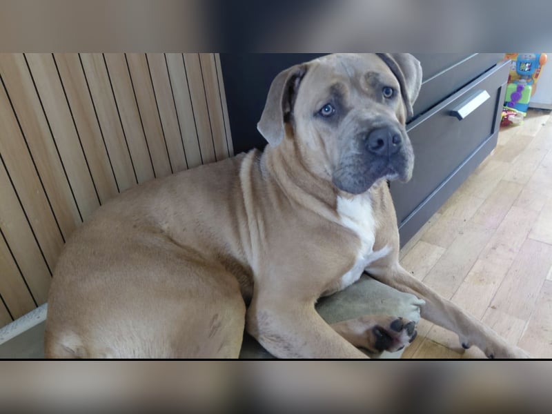 Cane Corso Hündin Formentino