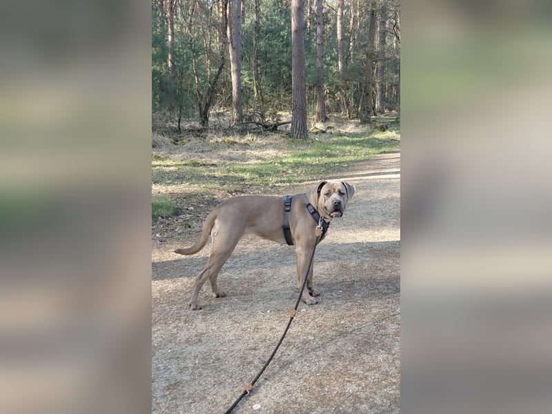 Cane Corso Hündin Formentino