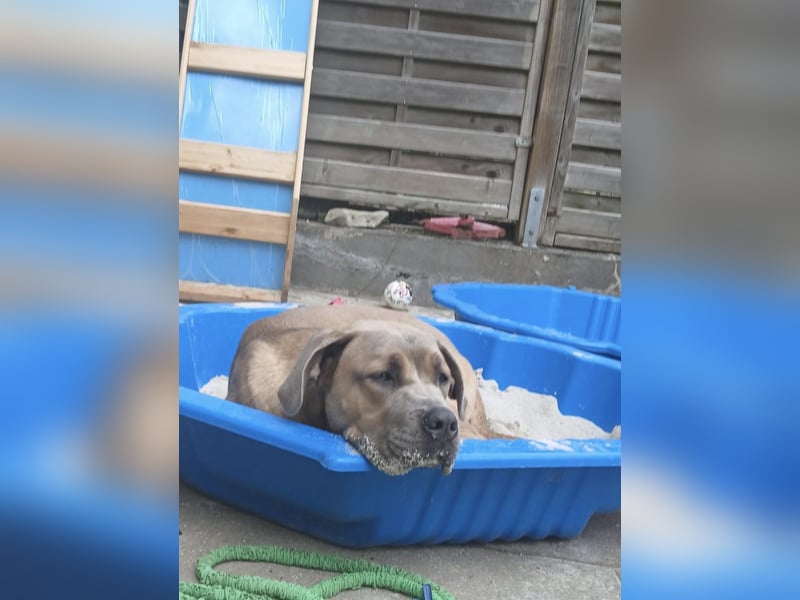 Cane Corso Hündin Formentino