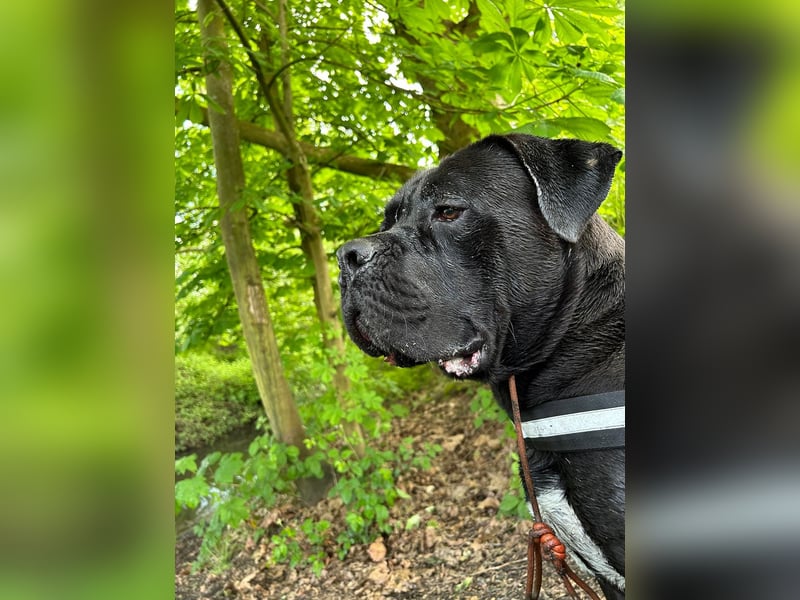 4 Jahre alter CaneCorso Rüde