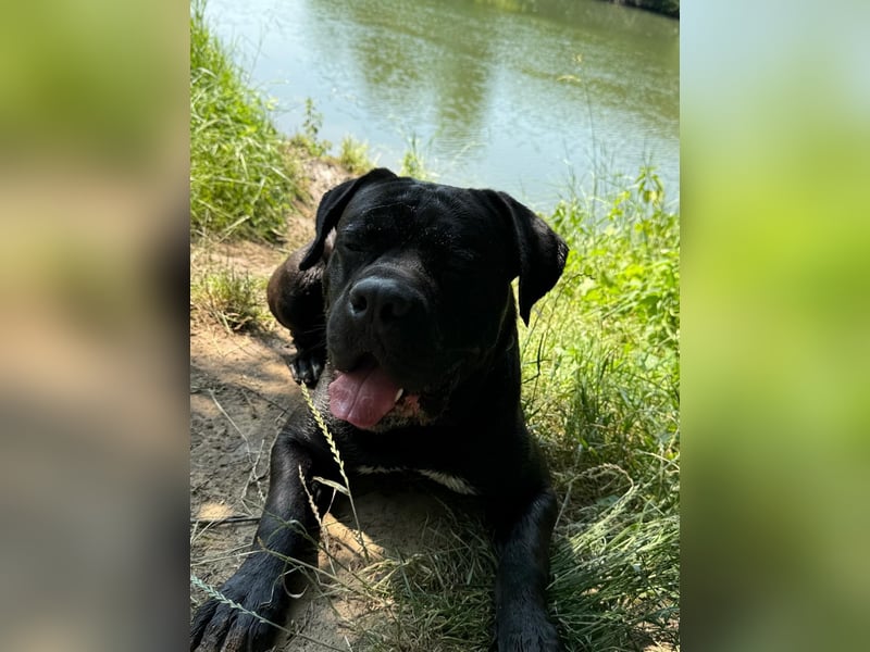 4 Jahre alter CaneCorso Rüde