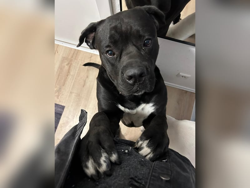 4 Jahre alter CaneCorso Rüde