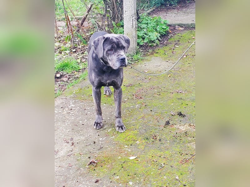 Luna, liebe Cane Corso Hündin