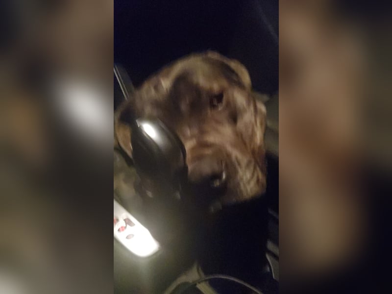 Luna, liebe Cane Corso Hündin