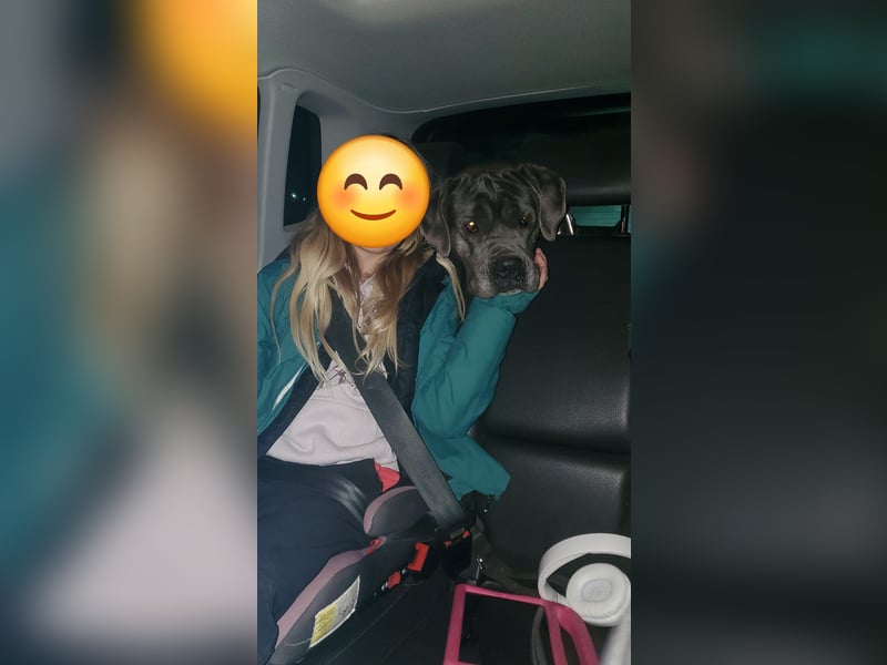 Luna, liebe Cane Corso Hündin