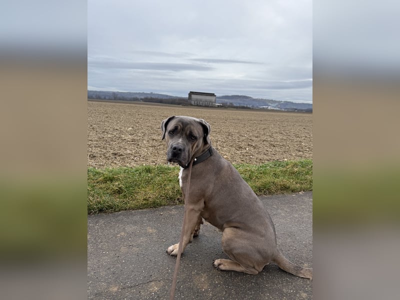  Seelenhund sucht ihren einen Menschen… 