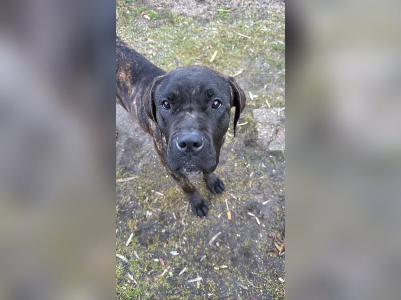 Cane Corso Hündin sucht Zuhause