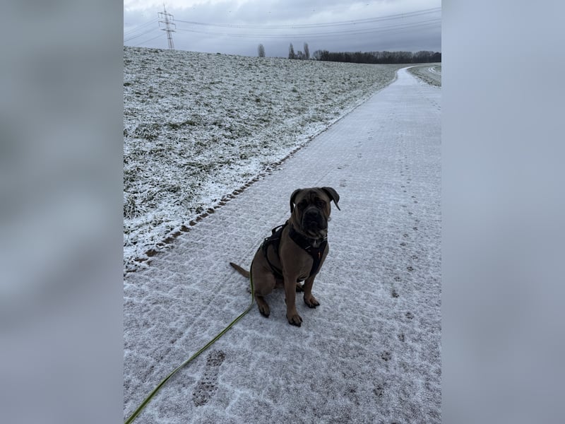 Junger Cane Corso Formentino Rüde