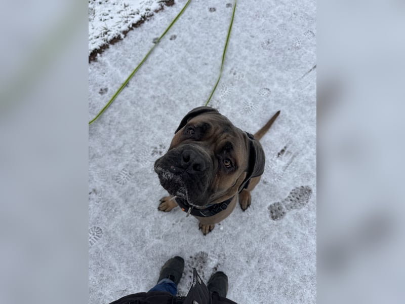 Junger Cane Corso Formentino Rüde