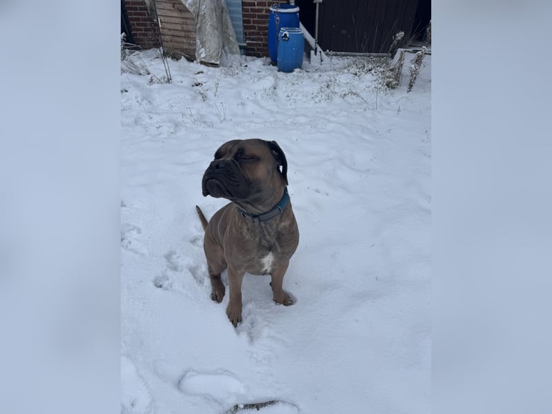 Junger Cane Corso Formentino Rüde