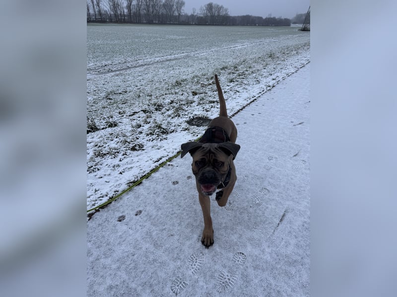 Junger Cane Corso Formentino Rüde