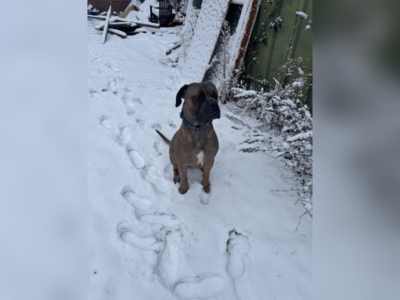 Junger Cane Corso Formentino Rüde