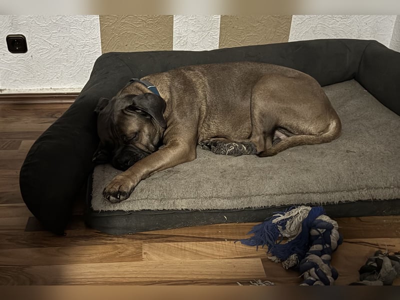 Junger Cane Corso Formentino Rüde