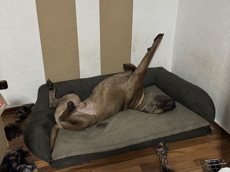 Junger Cane Corso Formentino Rüde