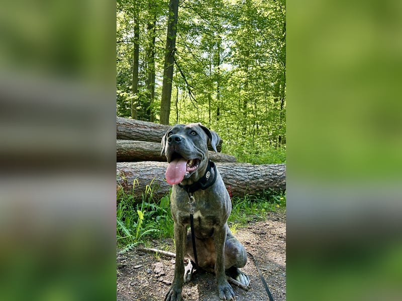 Zauberhaftes Cane Corso Mädchen
