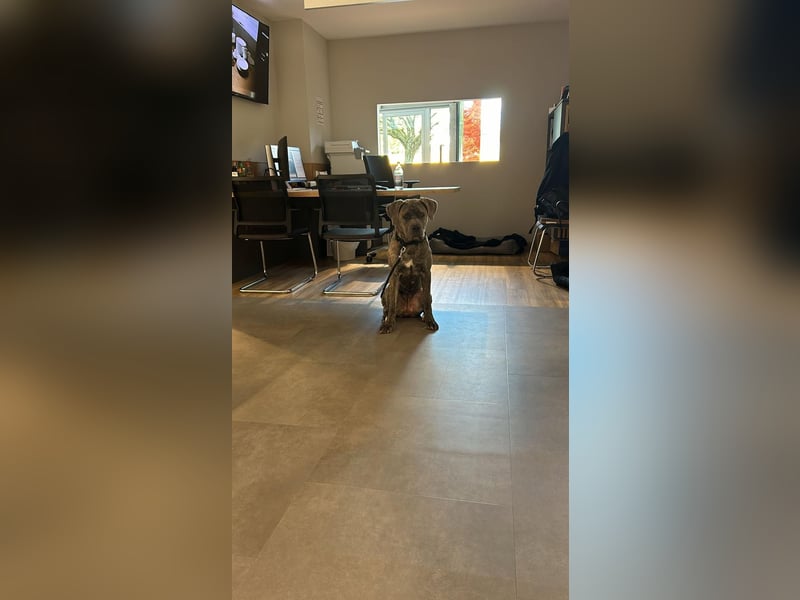 Zauberhaftes Cane Corso Mädchen