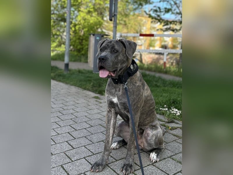 Zauberhaftes Cane Corso Mädchen