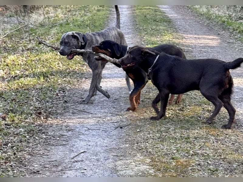 Zauberhaftes Cane Corso Mädchen