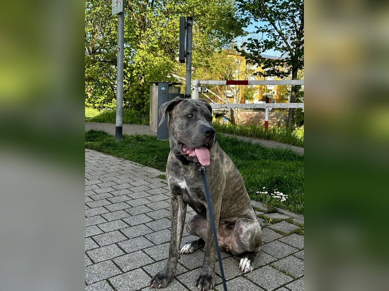 Zauberhaftes Cane Corso Mädchen