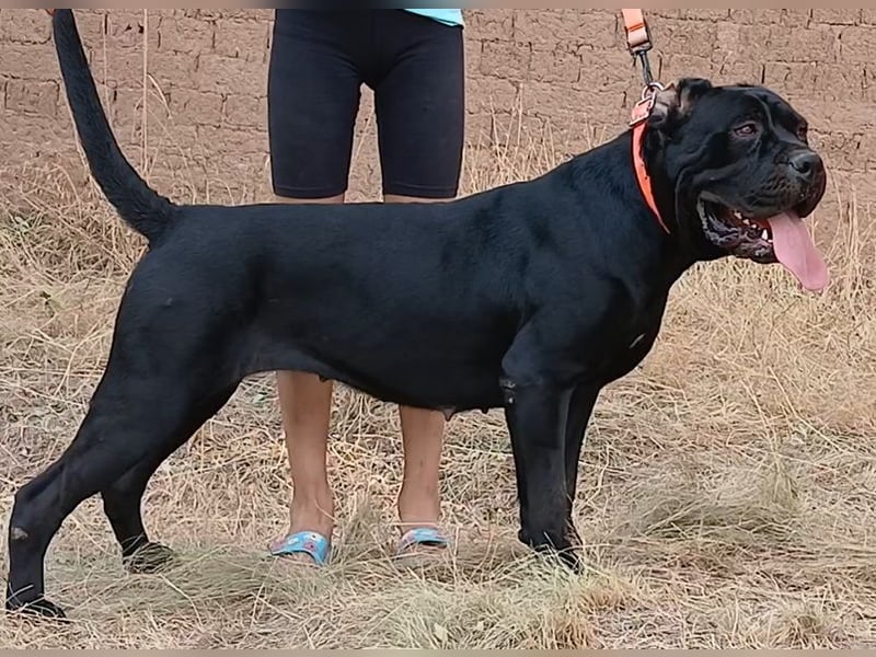 TOP junge Cane Corso Hündin mit FCI-Stammbaum