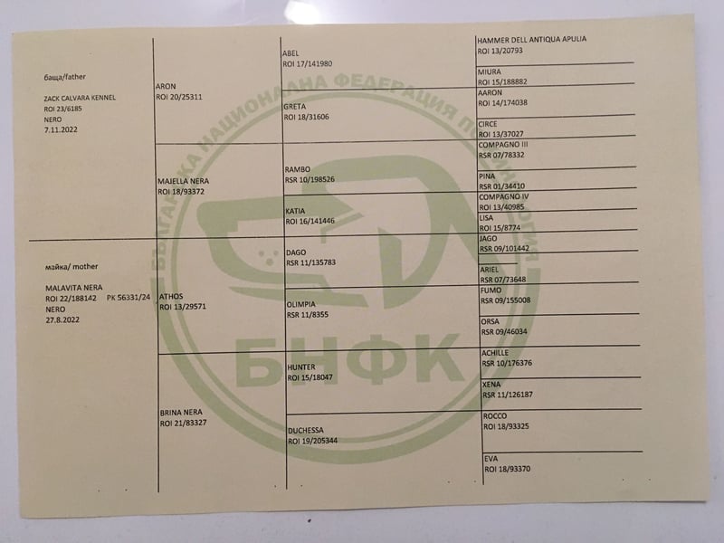 TOP junge Cane Corso Hündin mit FCI-Stammbaum