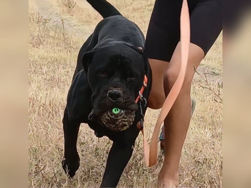 TOP junge Cane Corso Hündin mit FCI-Stammbaum