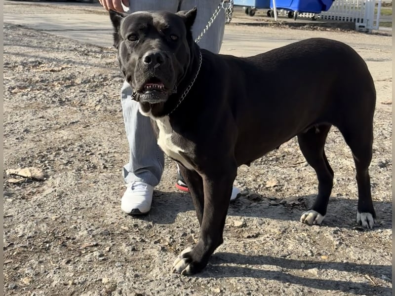 Fawn-farbene Cane Corso Hündin aus EUCH-/WCH-Linie, mit Züchtergarantie zu verkaufen