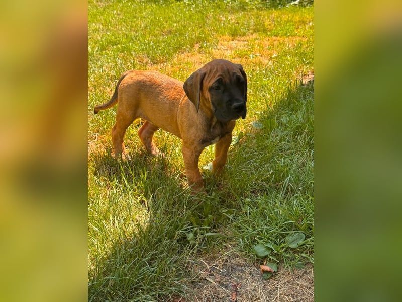 Fawn-farbene Cane Corso Hündin aus EUCH-/WCH-Linie, mit Züchtergarantie zu verkaufen