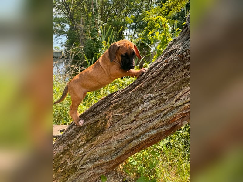 Fawn-farbene Cane Corso Hündin aus EUCH-/WCH-Linie, mit Züchtergarantie zu verkaufen