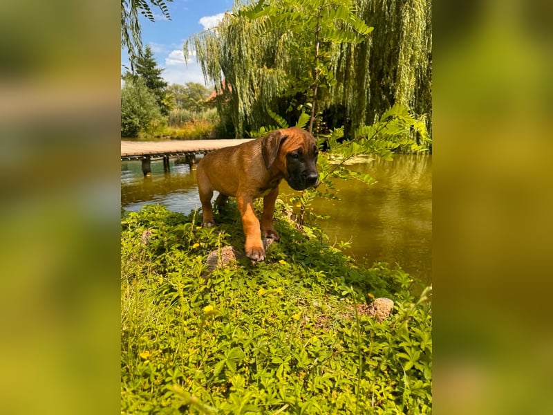 Fawn-farbene Cane Corso Hündin aus EUCH-/WCH-Linie, mit Züchtergarantie zu verkaufen