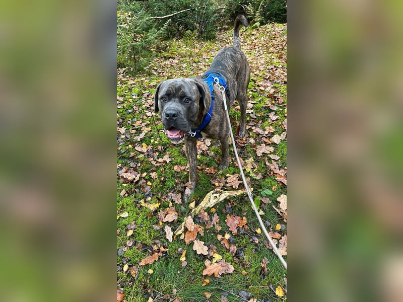 Cane corso Italiano