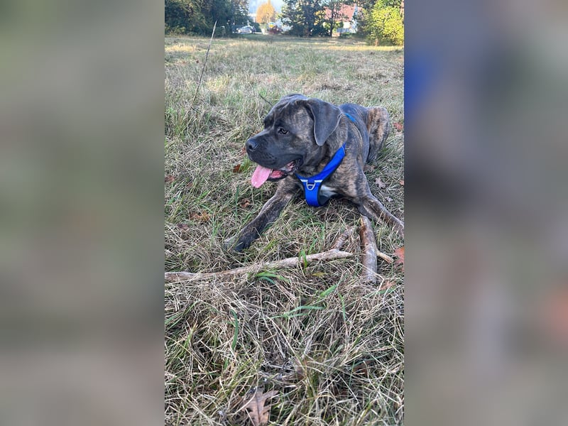 Cane corso Italiano