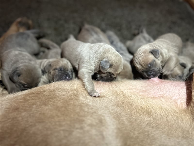 Cane corso welpen