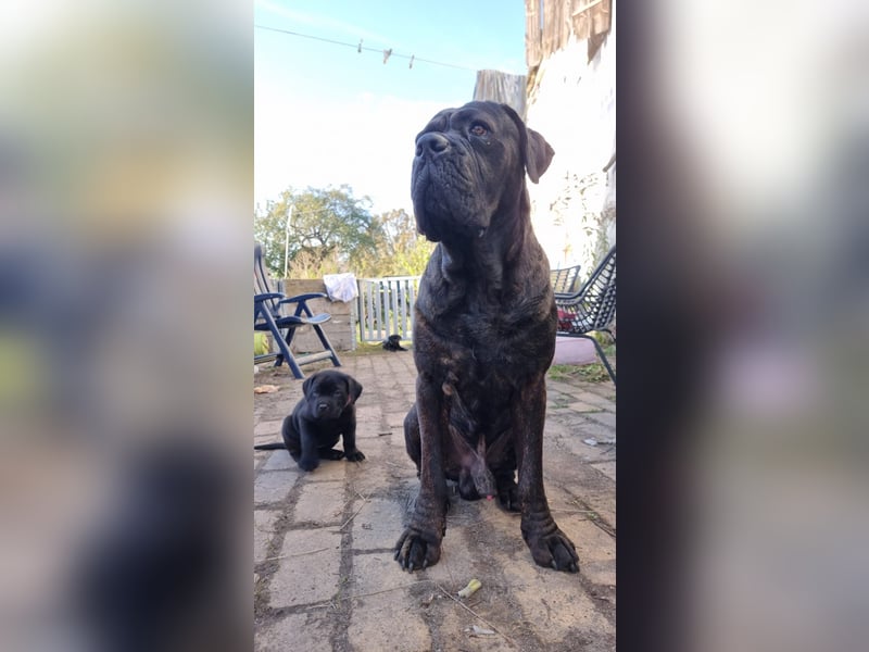 Welpen Cane Corso / Labrador Corso