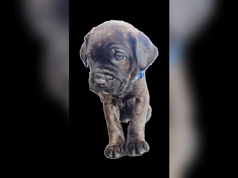 Welpen Cane Corso / Labrador Corso