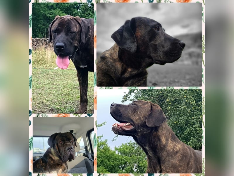 Welpen Cane Corso / Labrador Corso