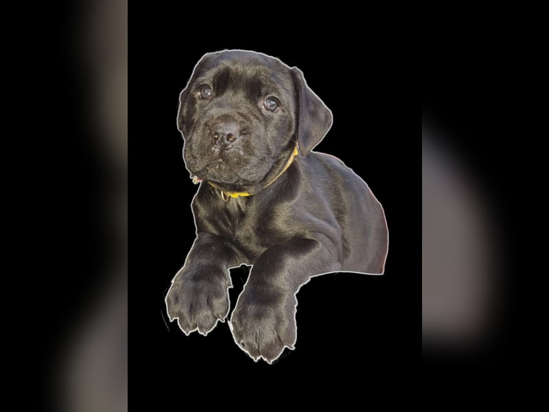 Welpen Cane Corso / Labrador Corso