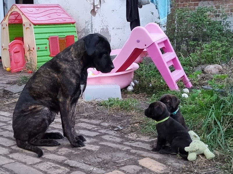 Welpen Cane Corso / Labrador Corso