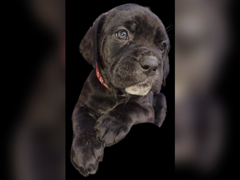 Welpen Cane Corso / Labrador Corso